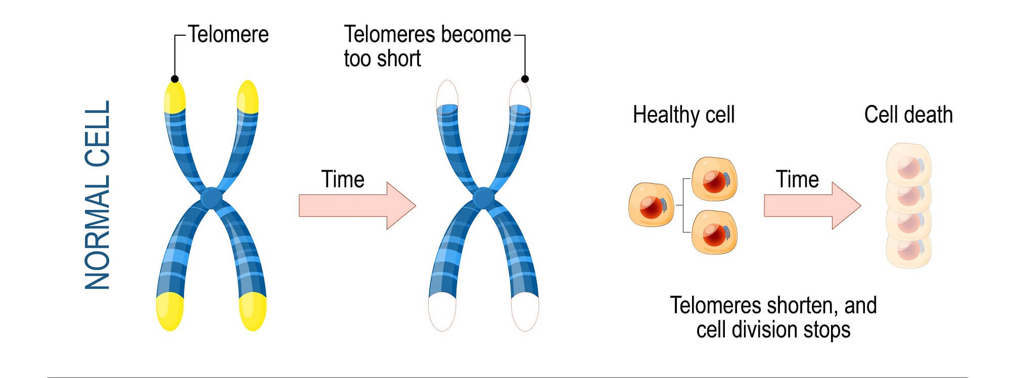 Aviv Clinics Telomers